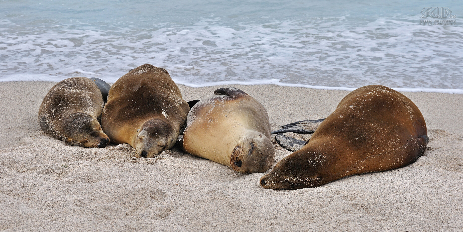 Galapagos - San Cristobal - Playa Carola - Sea lions The Galapagos sea lions are common on almost every island. They can become 2.5 meters long and are usually brown in color. Stefan Cruysberghs